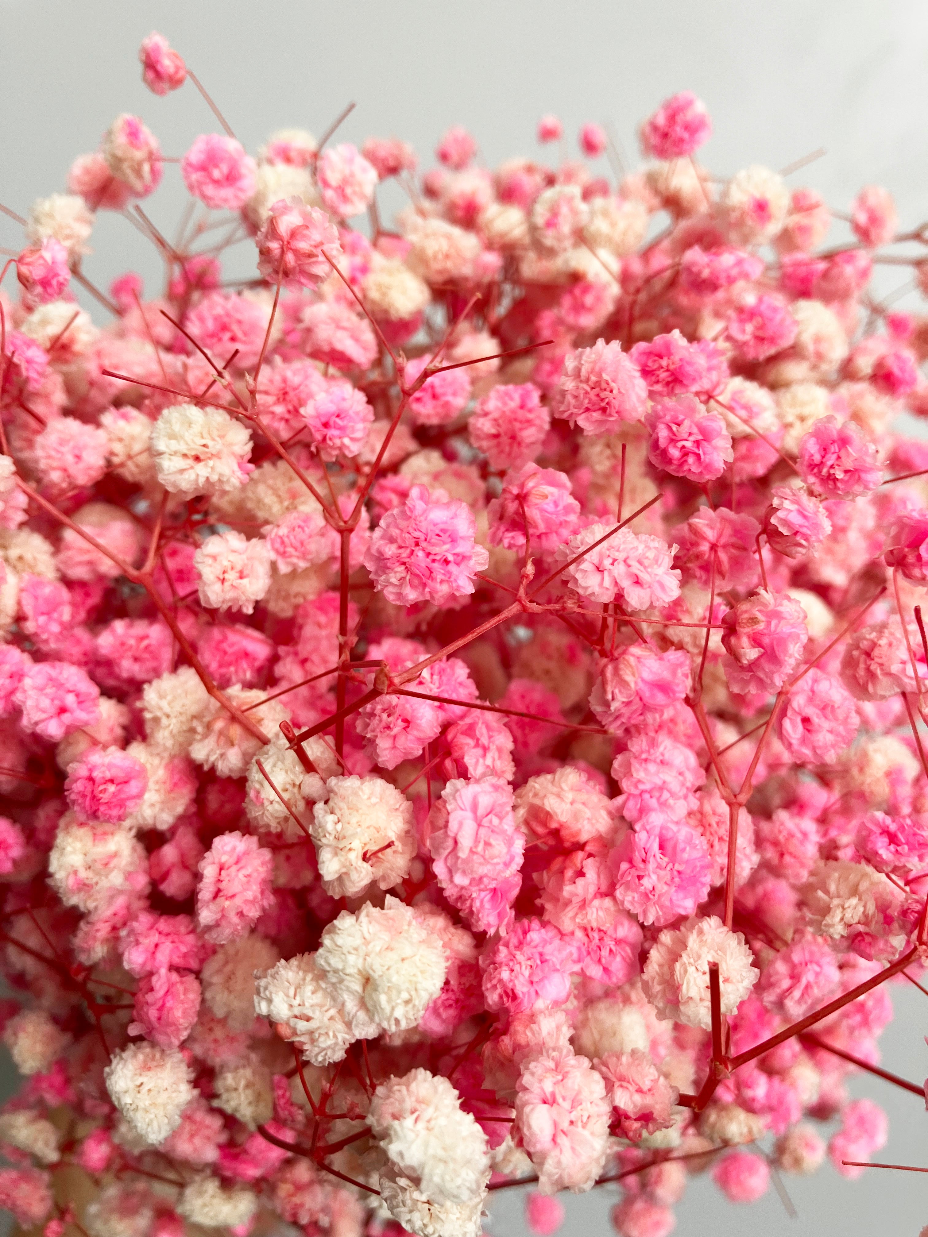 Dried Babies Breath-Pink – Wild Blooms